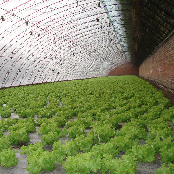 溫室大棚 溫室大棚