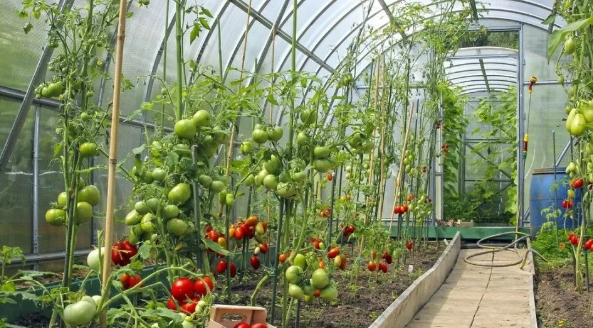 大棚小知識：低溫雨雪天，大棚蔬菜該如何防凍？